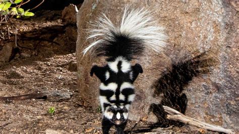 skunk and prada|what is a spotted skunk.